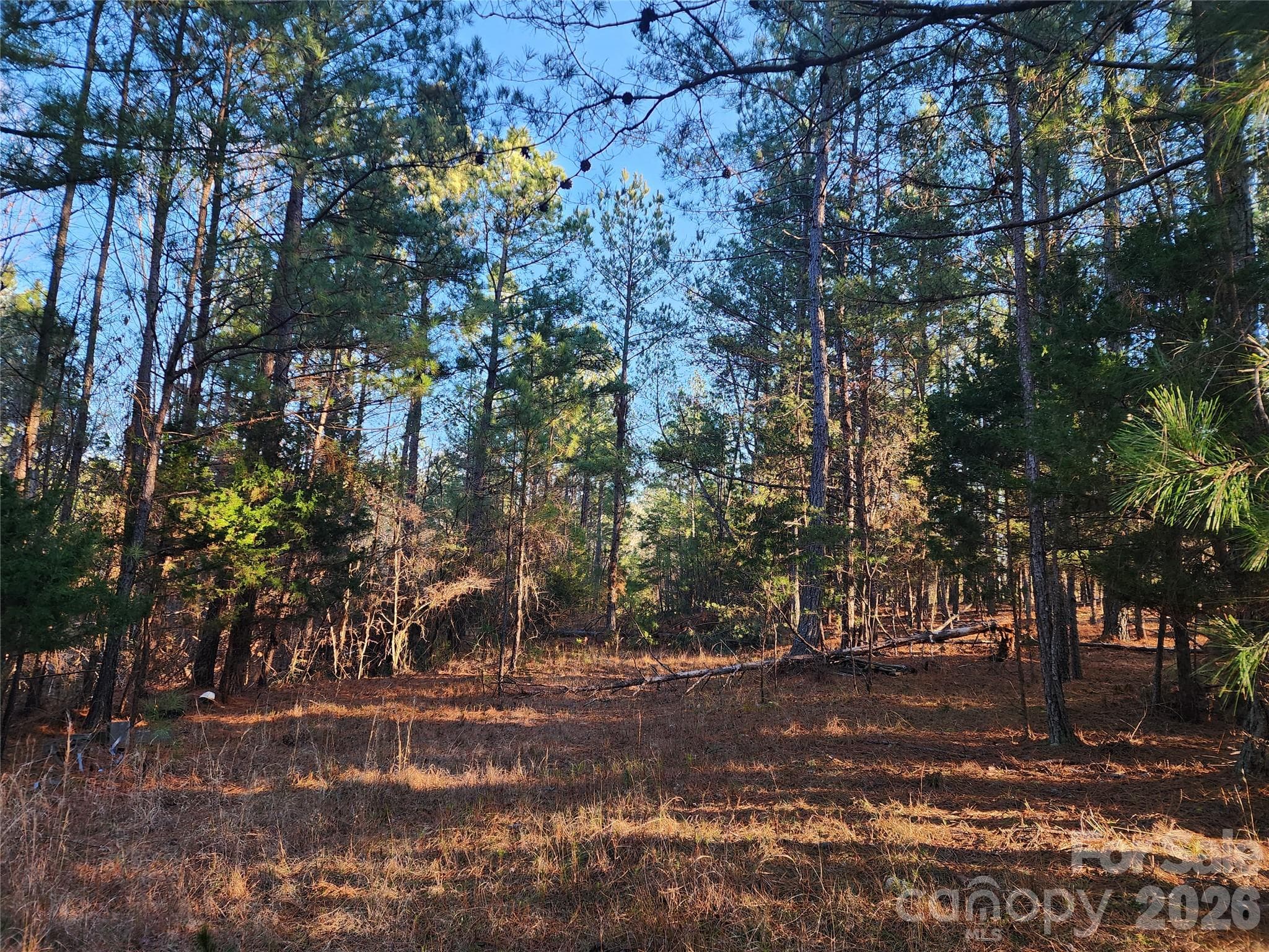 trail before clearing - 1350 McKnight Road, Smyrna