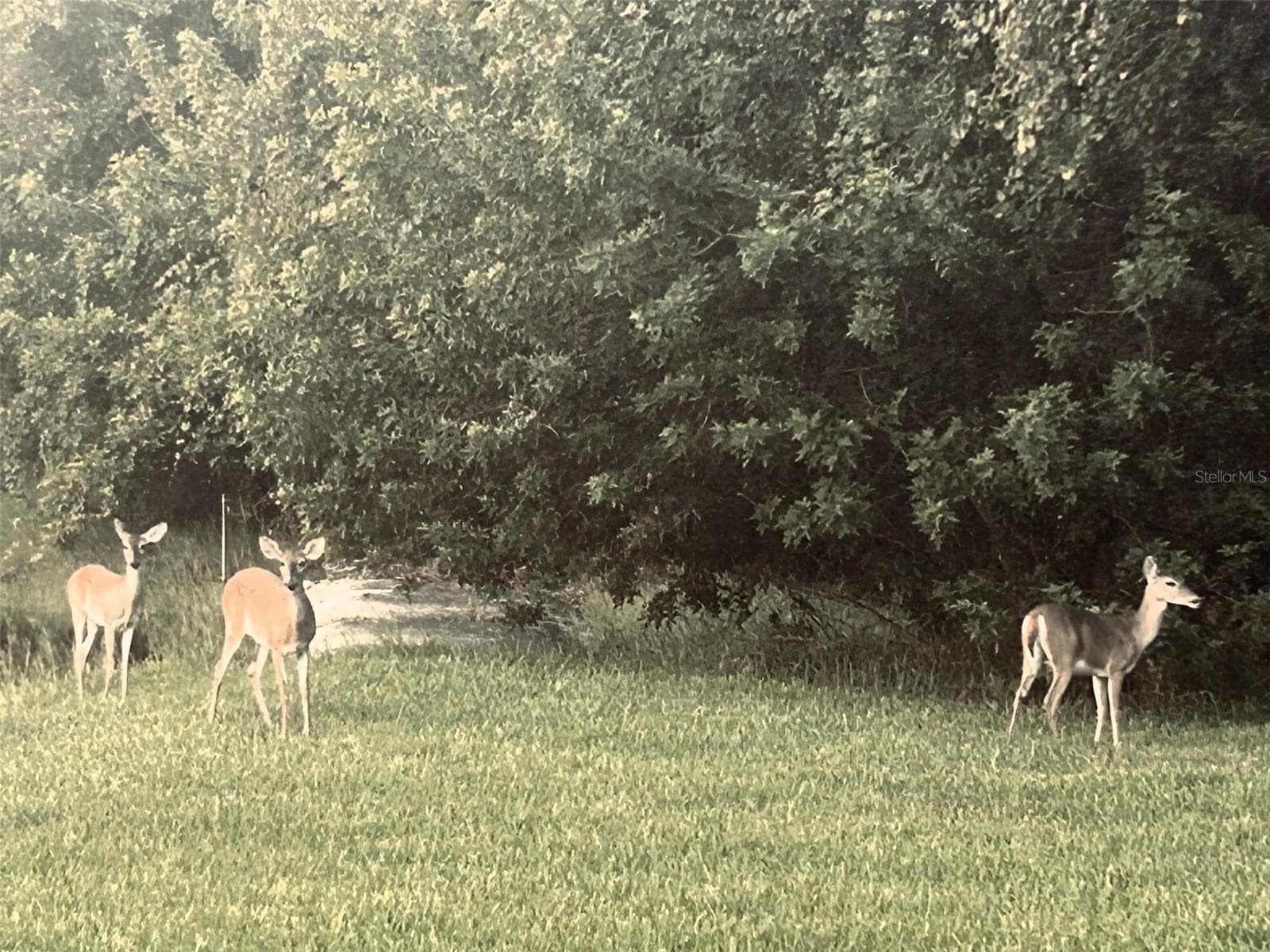 Neighbors strolling by! - 3609 DARSTON ST, PALM HARBOR