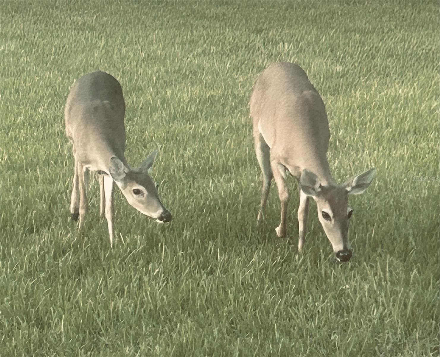 Deer Visitors! - 3609 DARSTON ST, PALM HARBOR