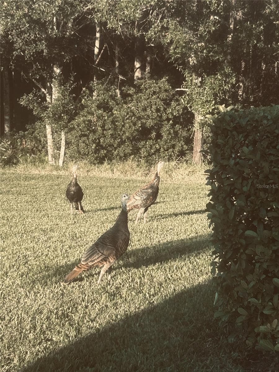 Turkeys Too! - 3609 DARSTON ST, PALM HARBOR