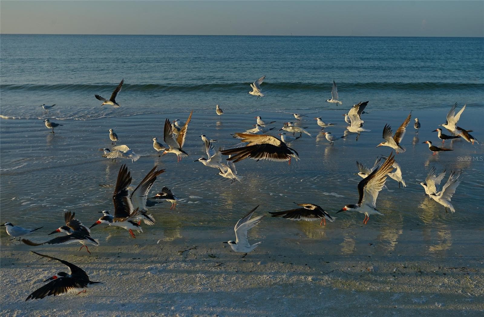Florida Wildlife - 601 SHREVE ST #66C, PUNTA GORDA