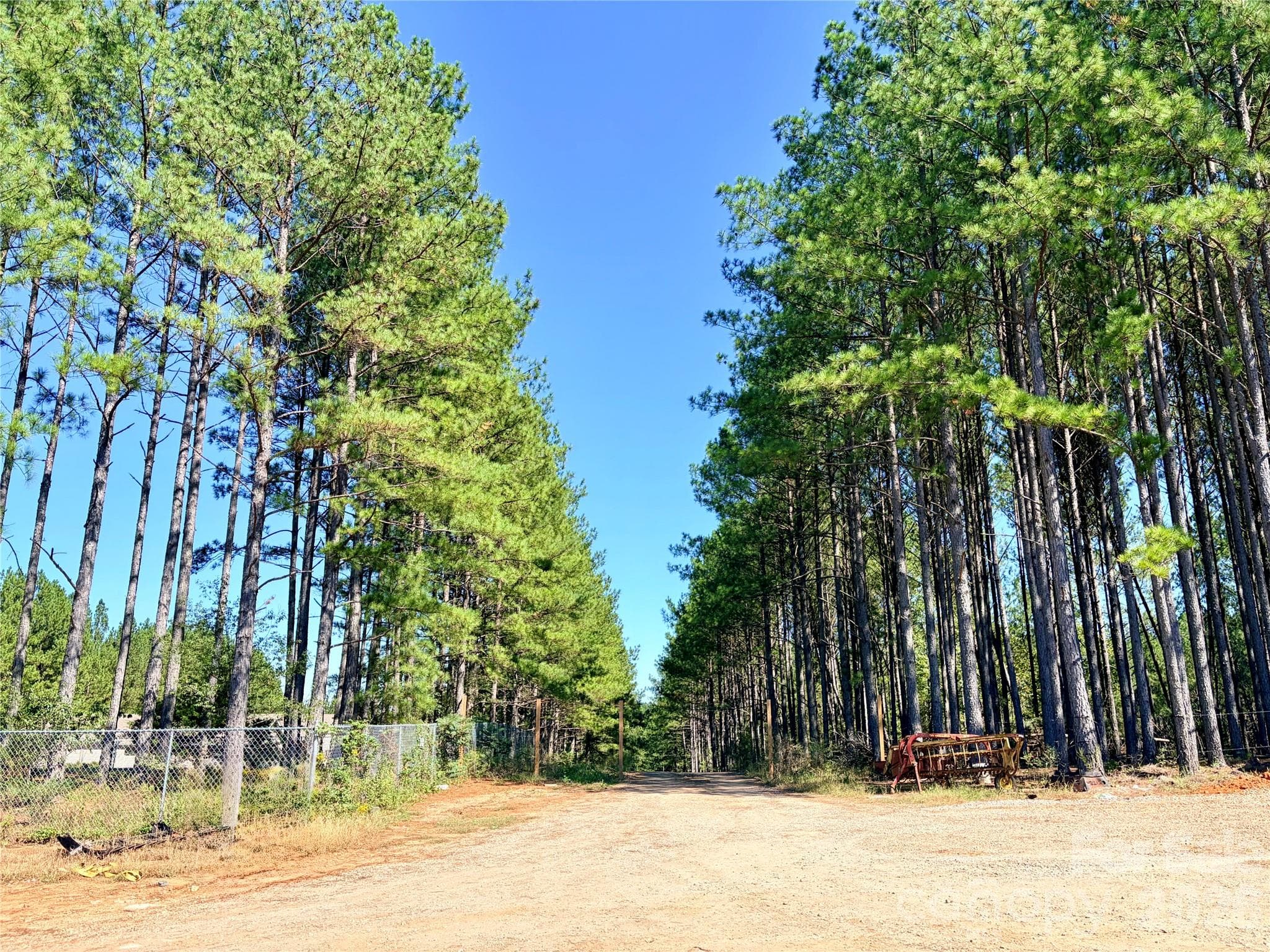 Entryway lined with Trees - 550 Dills Road, Rutherfordton