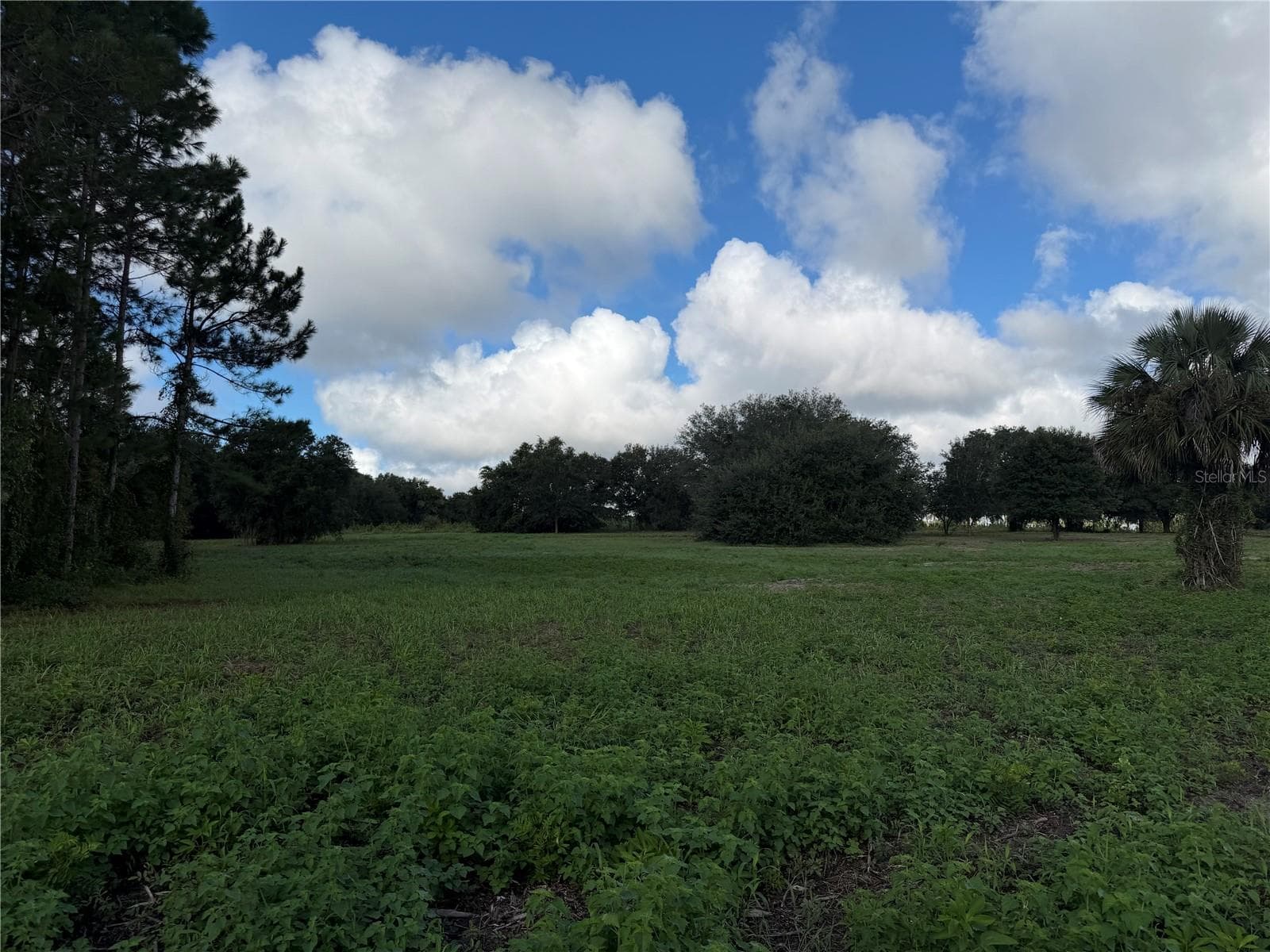 Land at W LAKE YALE RD, UMATILLA, photo 4 of 13