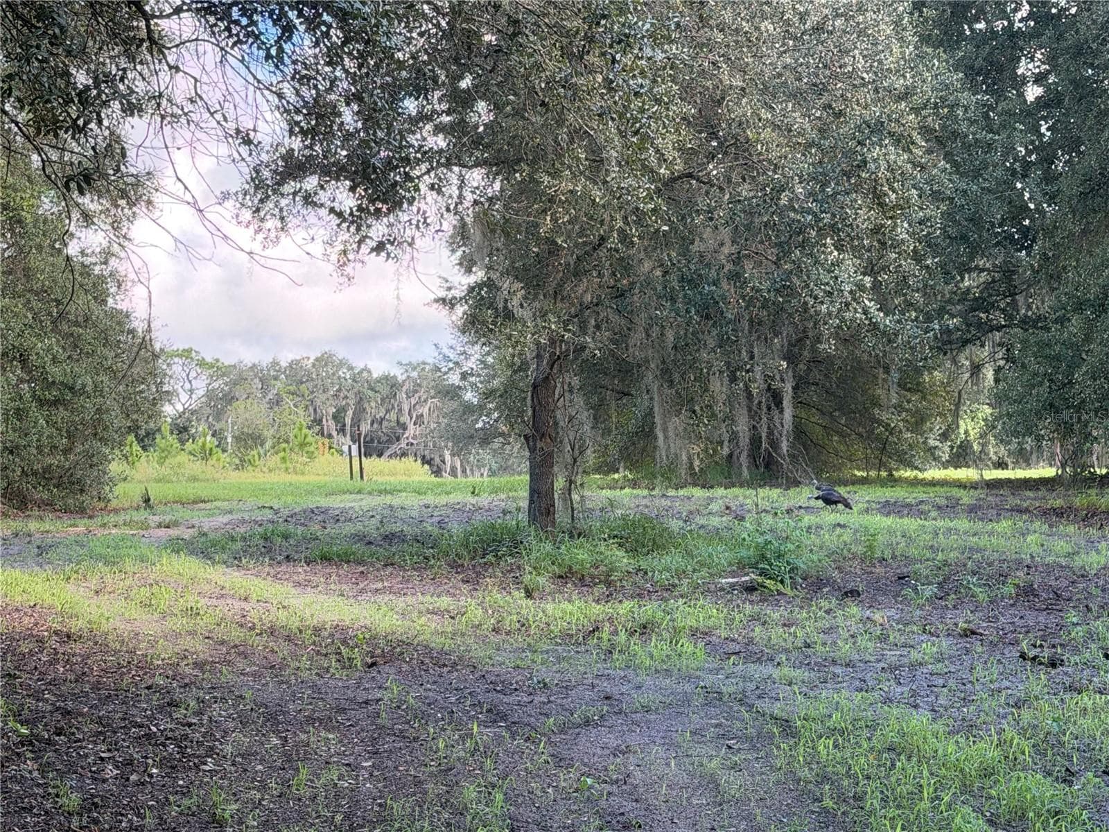 Land at W LAKE YALE RD, UMATILLA, photo 11 of 13