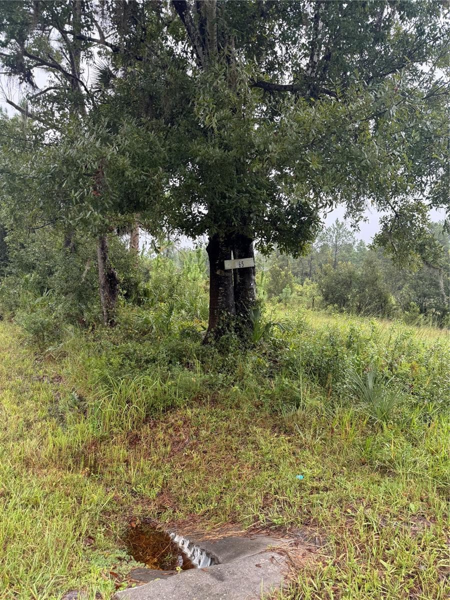 Land at 765 N US HIGHWAY 17, PIERSON, photo 5 of 5