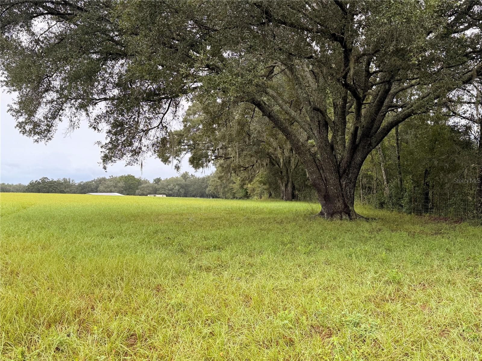 Beautiful oaks. - 6851 SE HIGHWAY 41, MORRISTON
