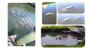 a very popular spot for wildlife and humans. - 1806 MARINER DR #318, TARPON SPRINGS