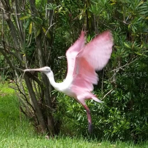 and some extrodinary activity from the Nature Preserve. - 1806 MARINER DR #318, TARPON SPRINGS