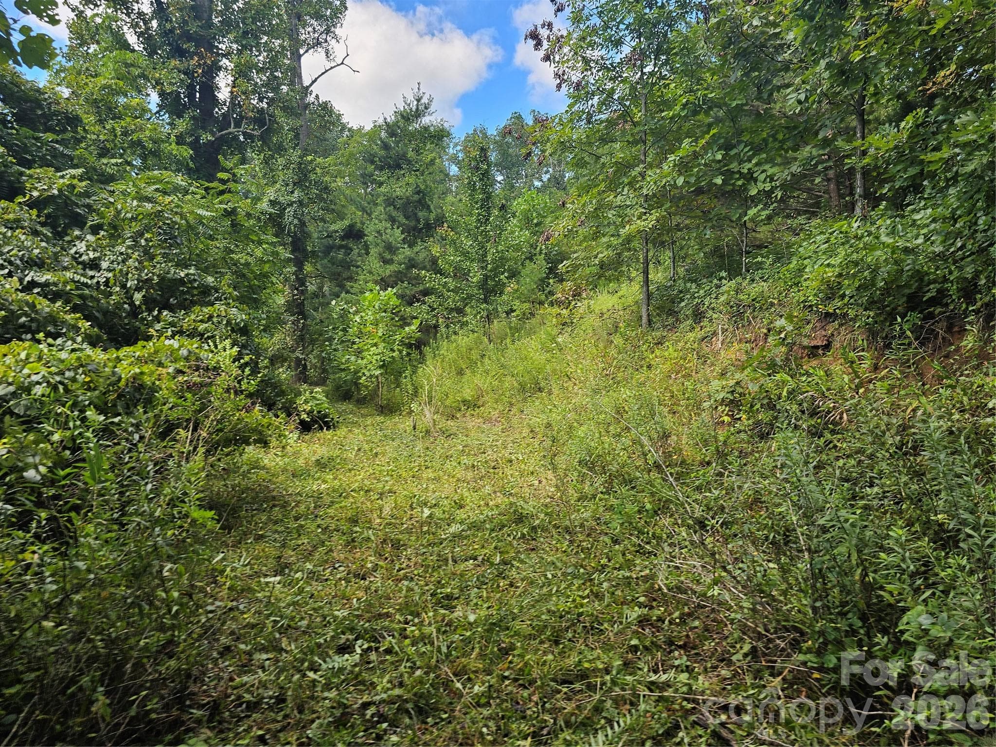 Gentle rise to top of property - Asheville