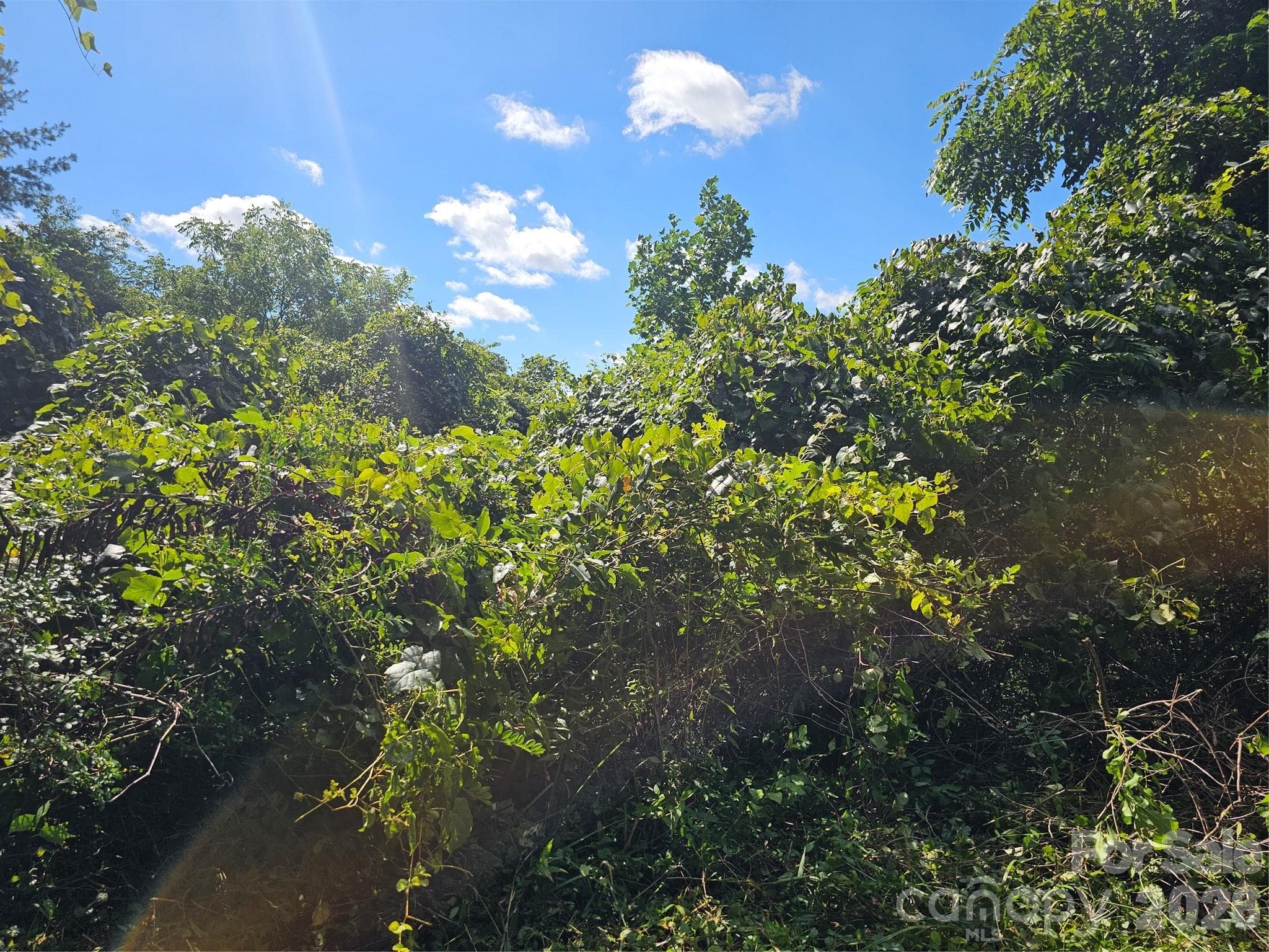 drive in back of property gives view control - Asheville