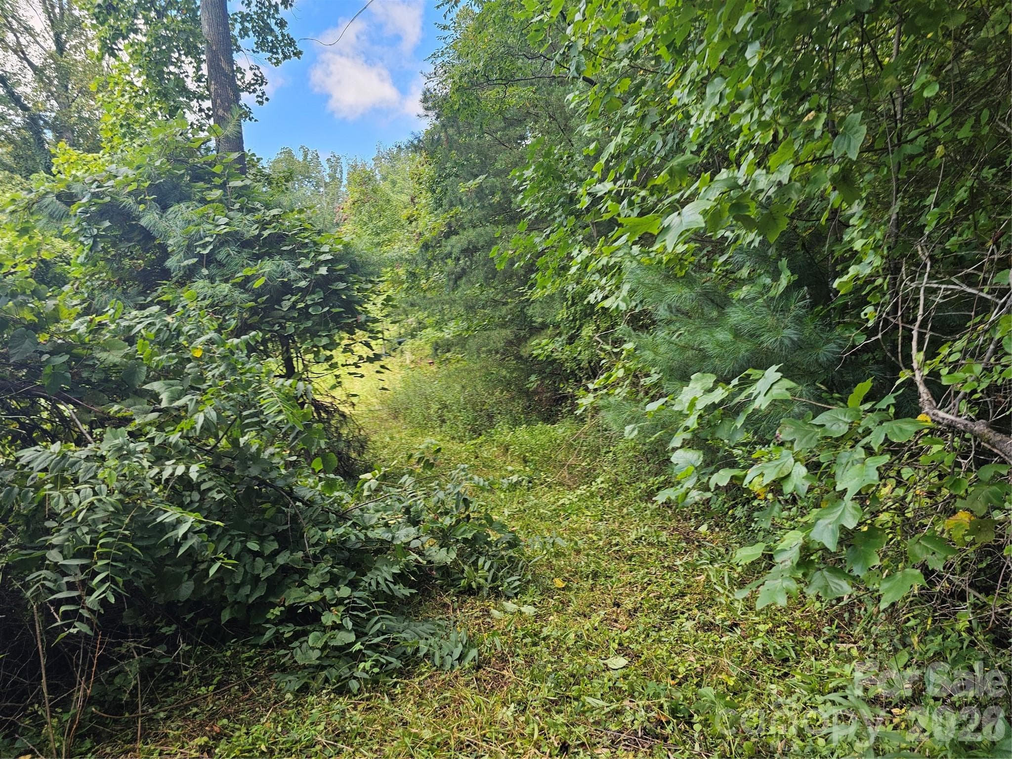 back of property - Asheville