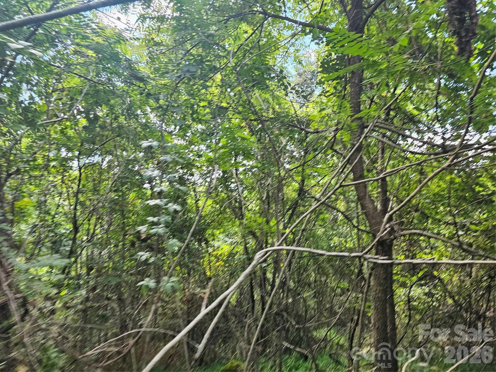thick young brush easily removed to clear views and house seat - Asheville