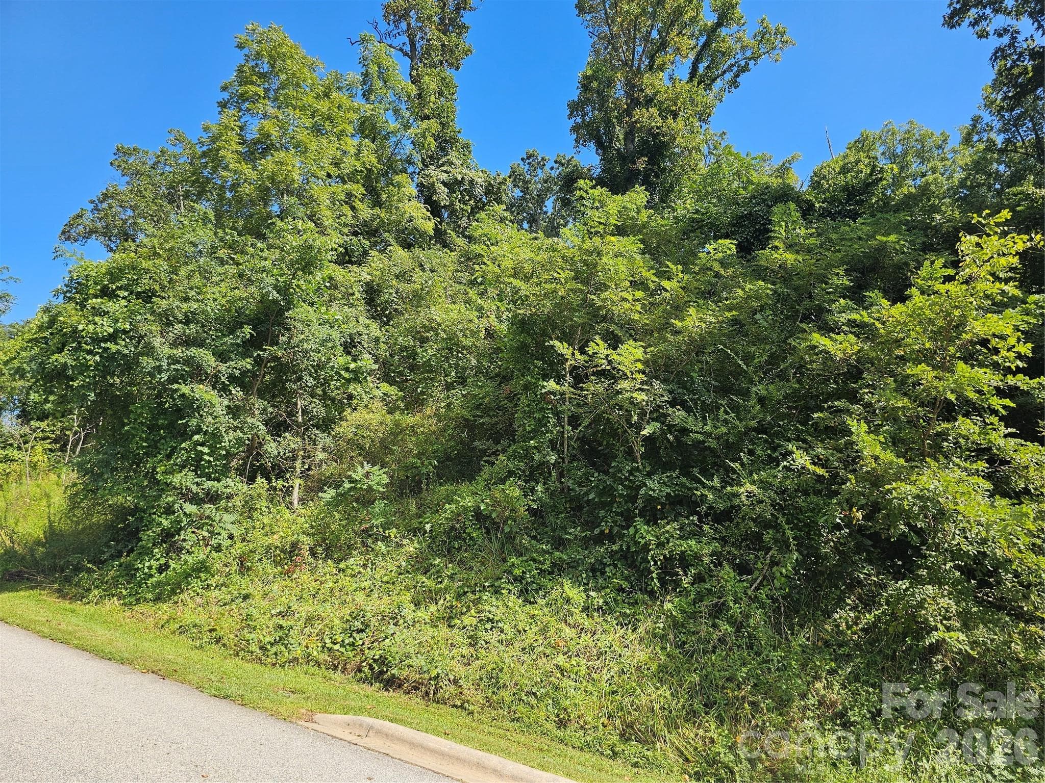 view from road of thick young brush obscuring the driveway - Asheville
