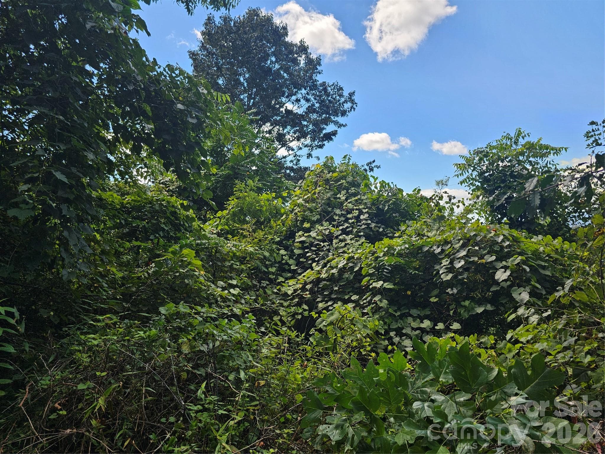 Trees on property that can be removed for views - Asheville