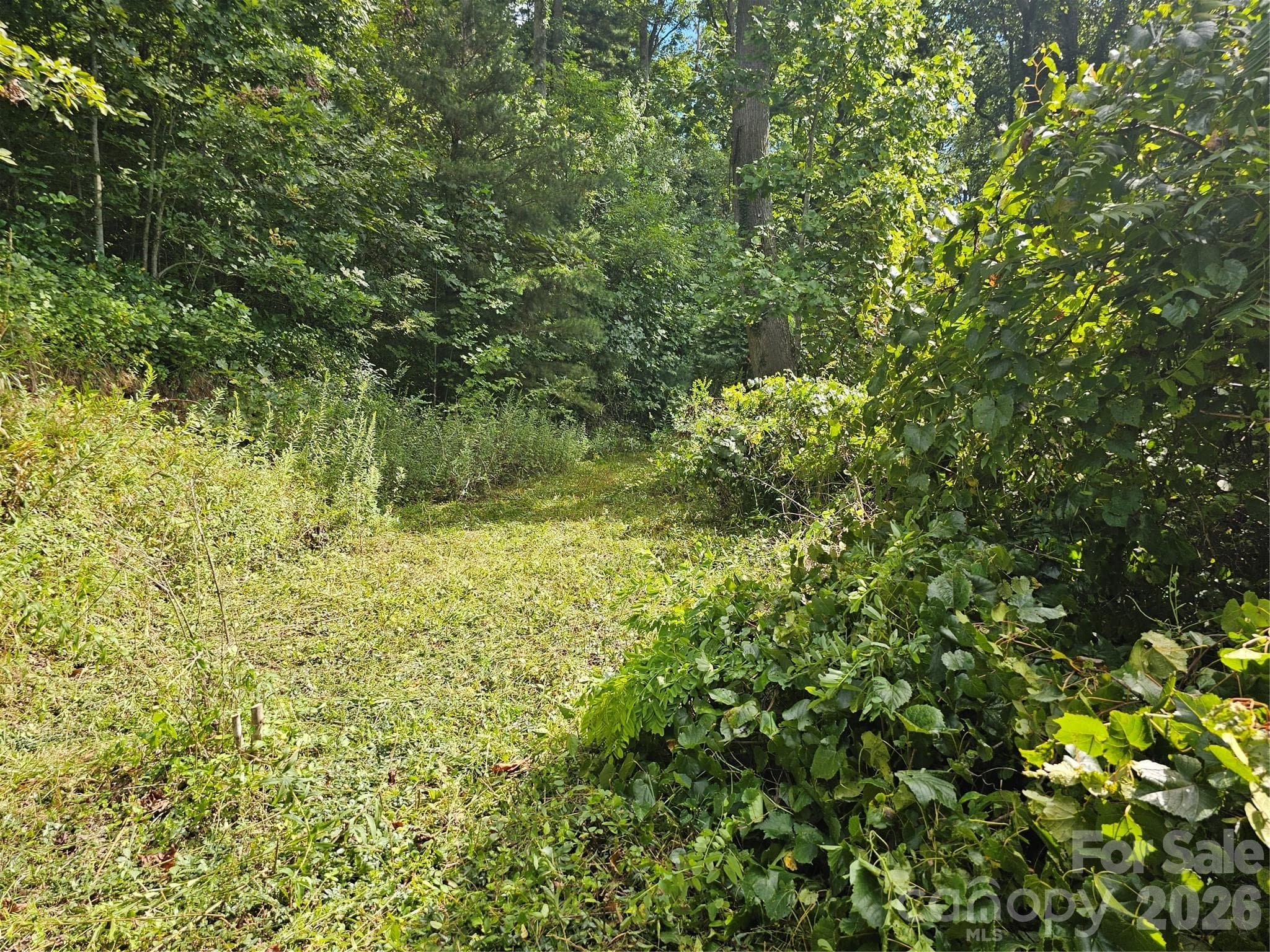 clearing near top of property - Asheville