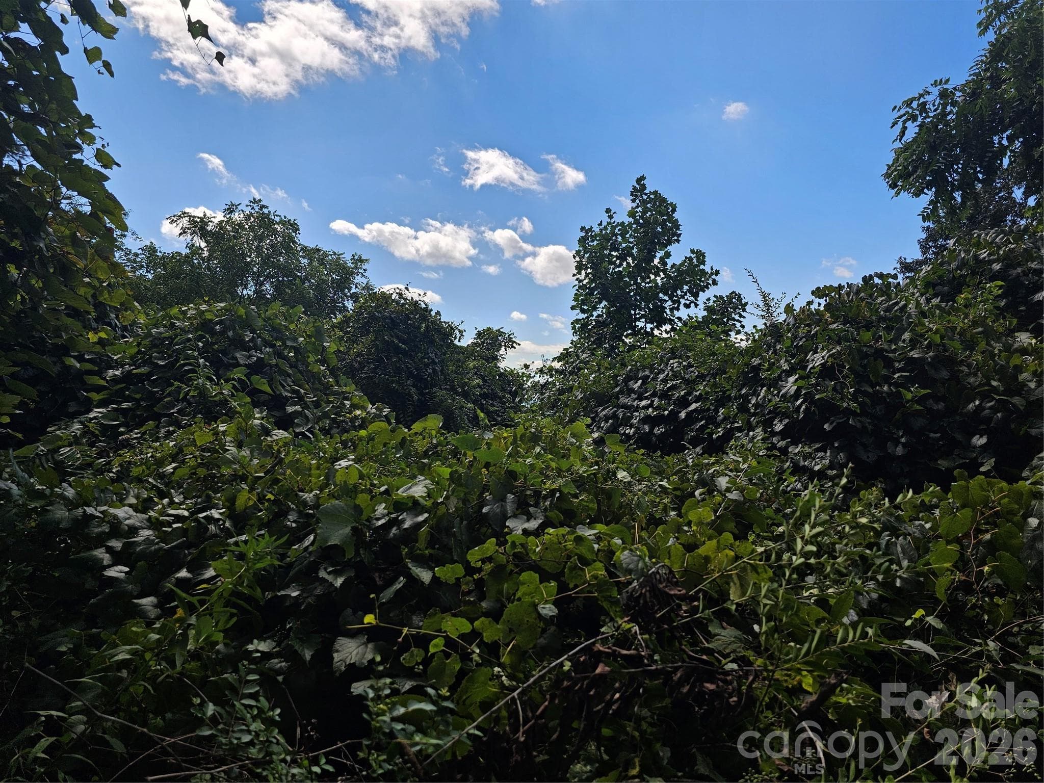 thick young brush easily removed - Asheville