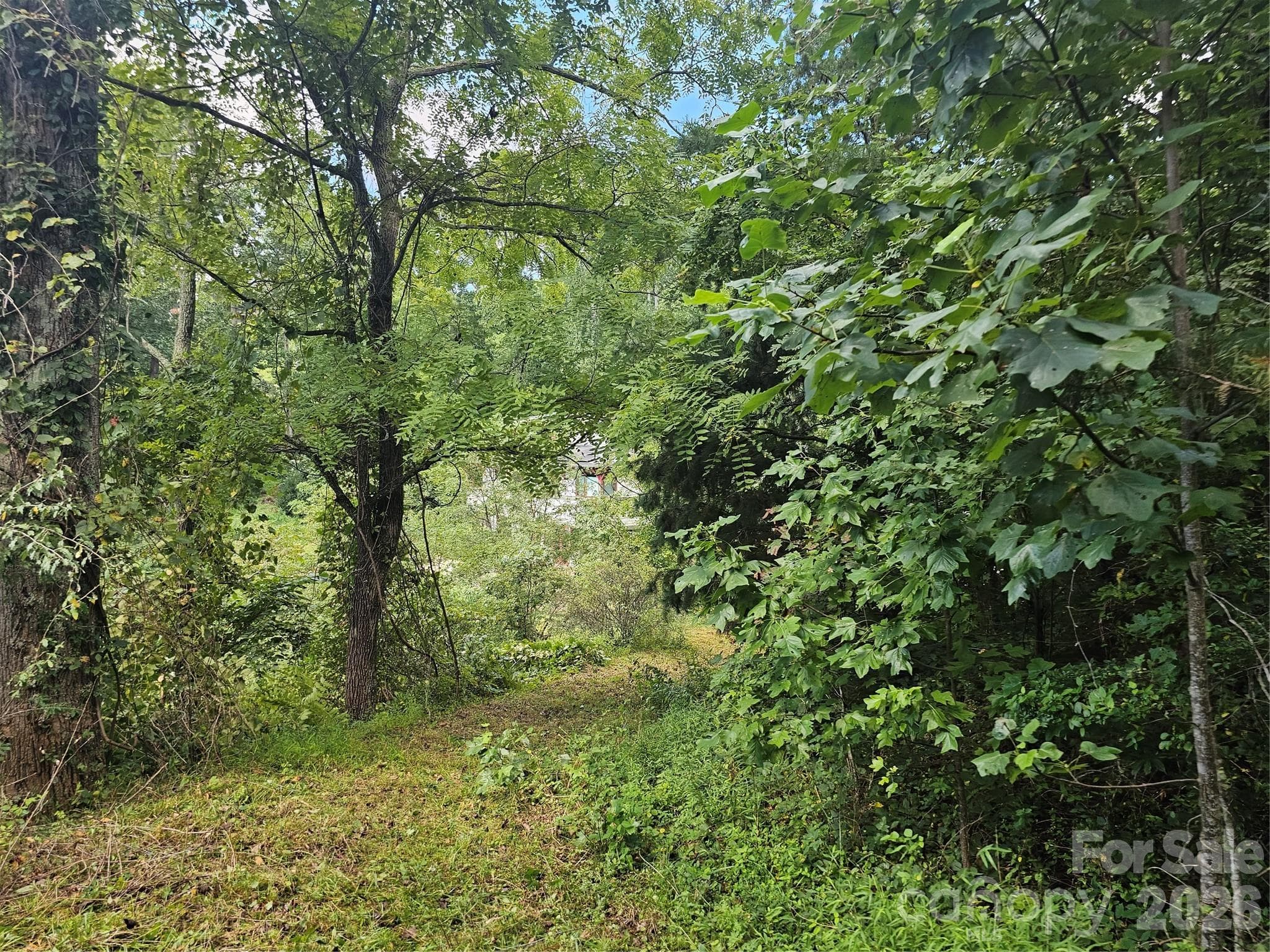 view down driveway - Asheville
