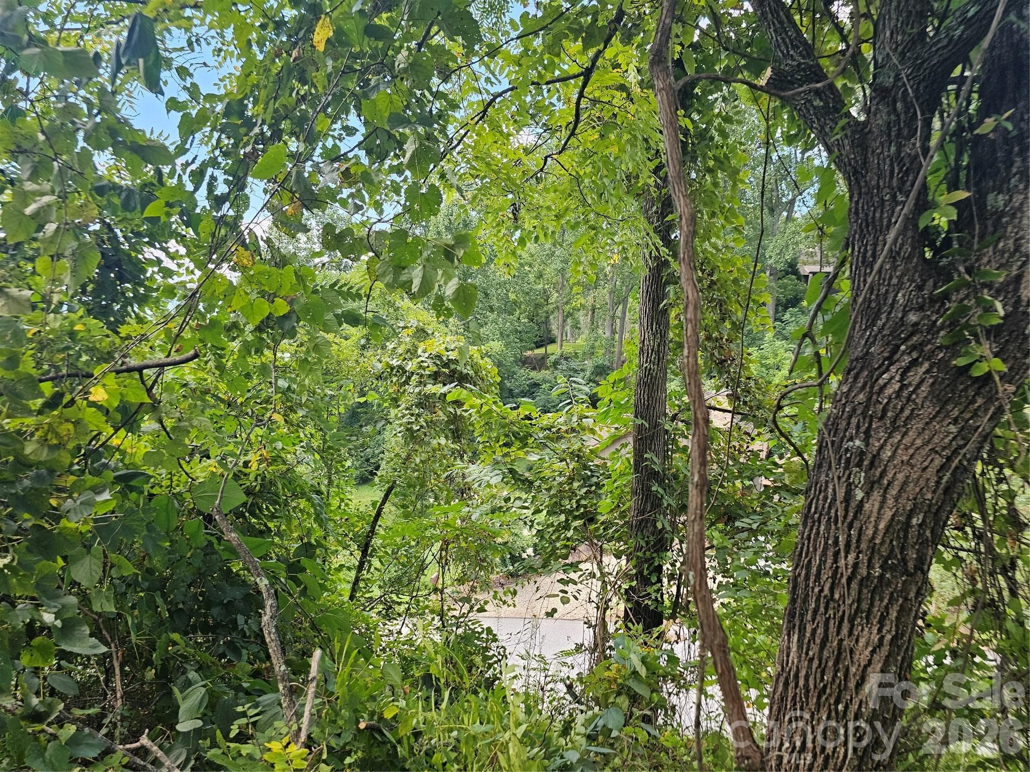 View of street from driveway - Asheville