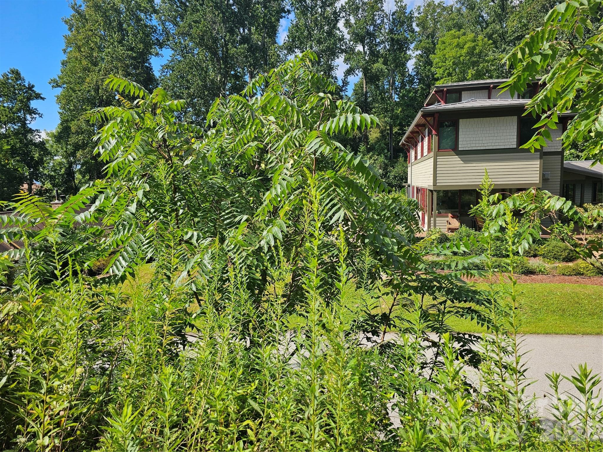 View of neighbors - Asheville