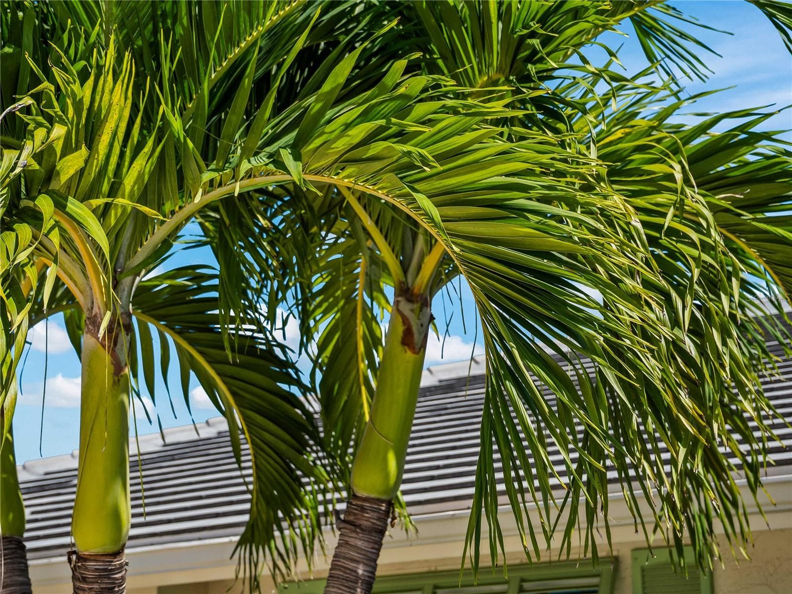 FrontExterior_2903rdStreet_BonitaSprings_TropicalLandscaping_Detail.jpg - 290 3RD ST W, BONITA SPRINGS