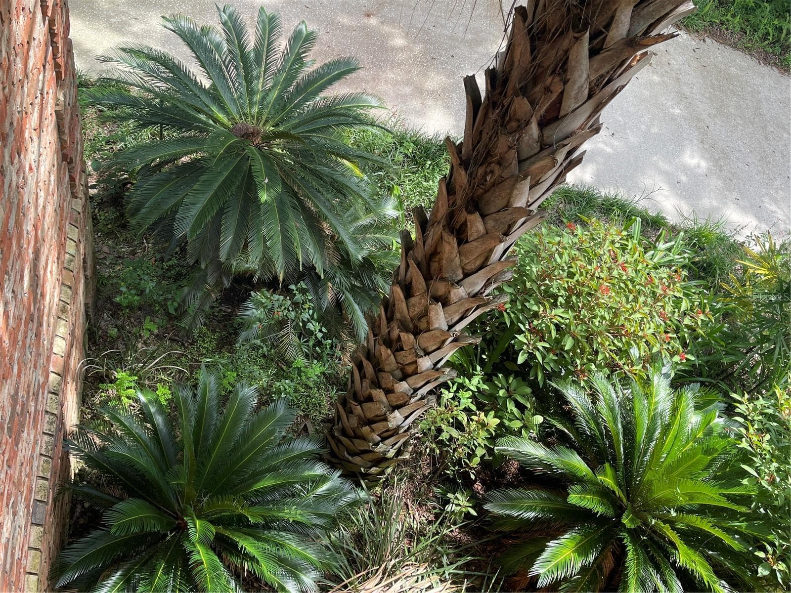 Landscaping include a variety of sagos, palms, and butterfly plants - 5422 CYRIL DR, DADE CITY