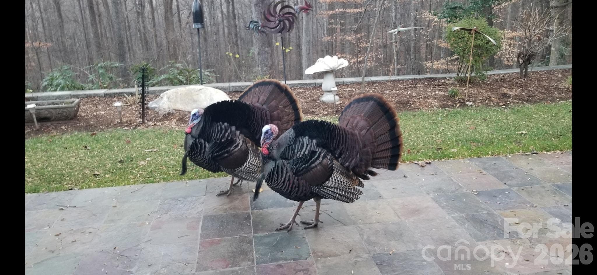 Turkeys on the back patio - 459 Forest Heights Drive, Marion