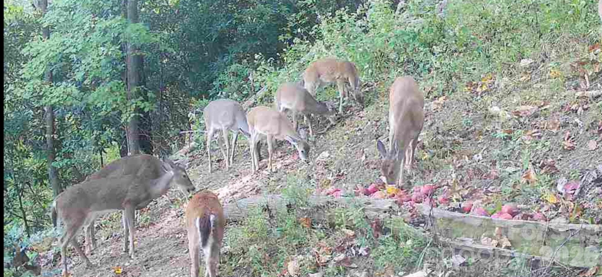 Deer from trail camera on the property. - 459 Forest Heights Drive, Marion