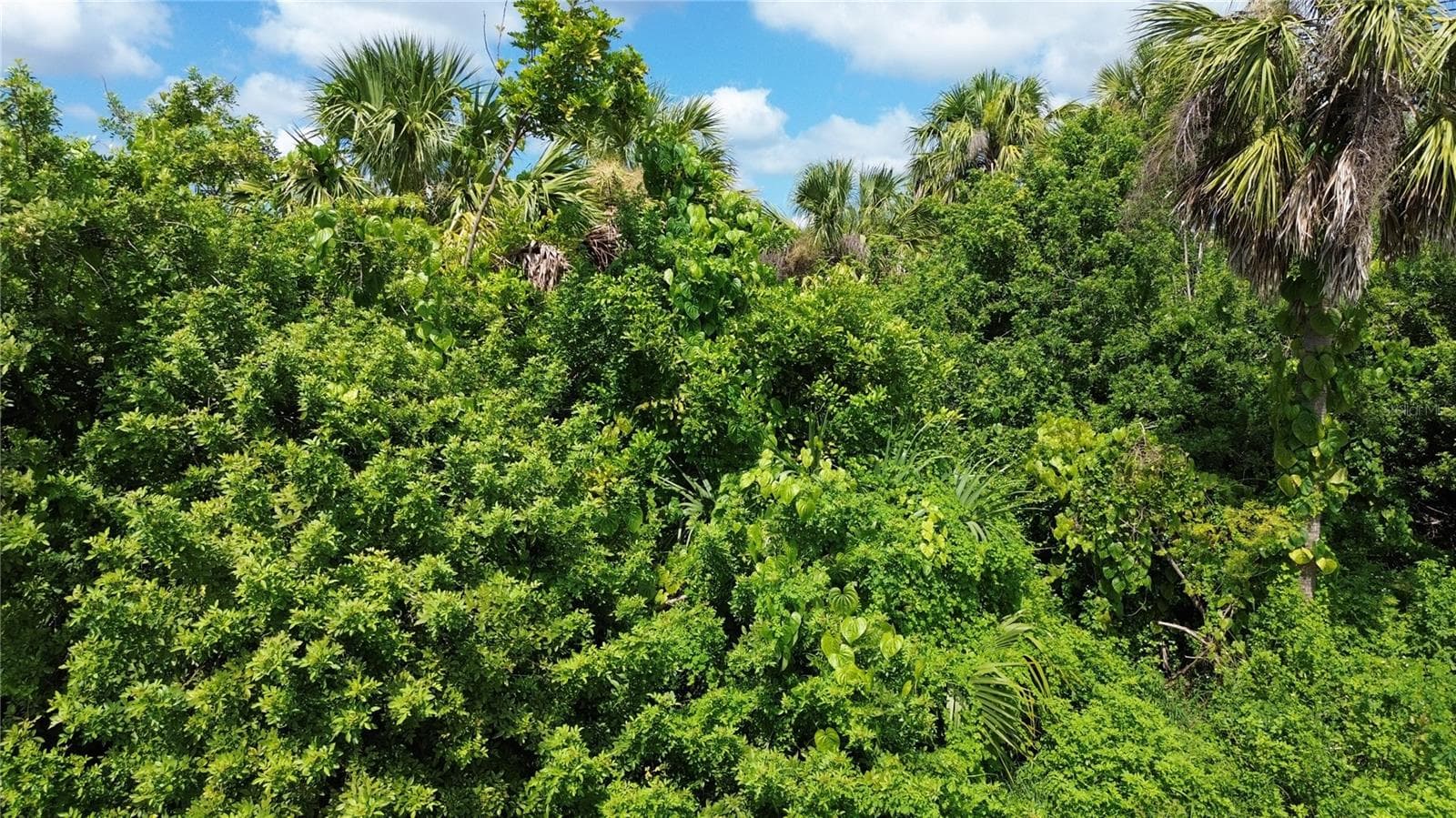 Land at 4099 DOTHAM ST, PORT CHARLOTTE, photo 8 of 11