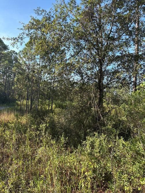Land at 123 RD LN, BRONSON, photo 2 of 5