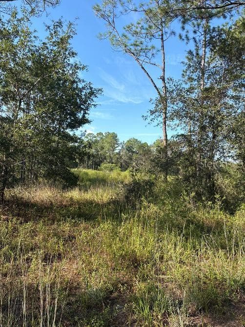 Land at 123 RD LN, BRONSON, photo 3 of 5