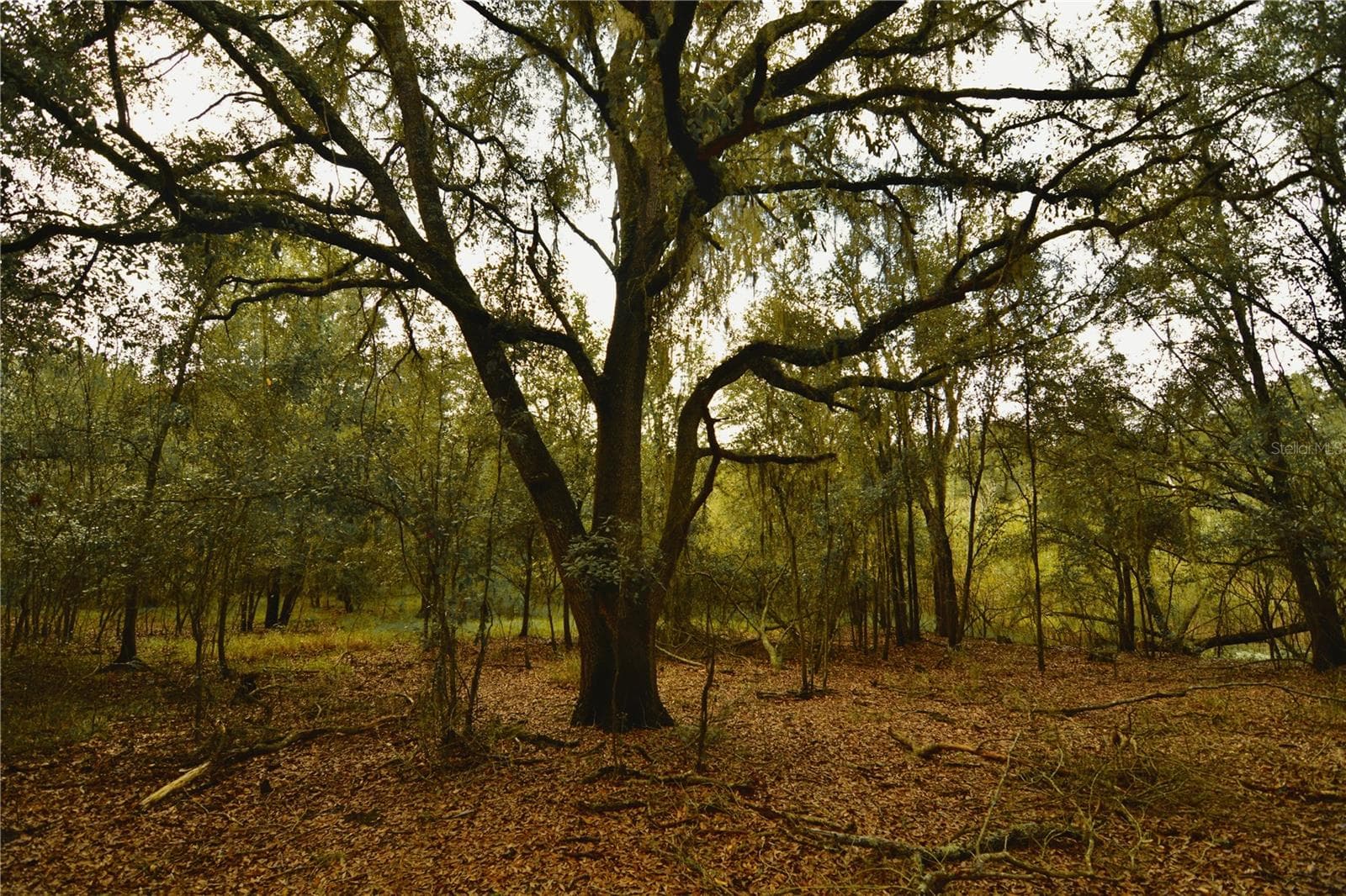 Land at 00 50TH ST, LIVE OAK, photo 2 of 62