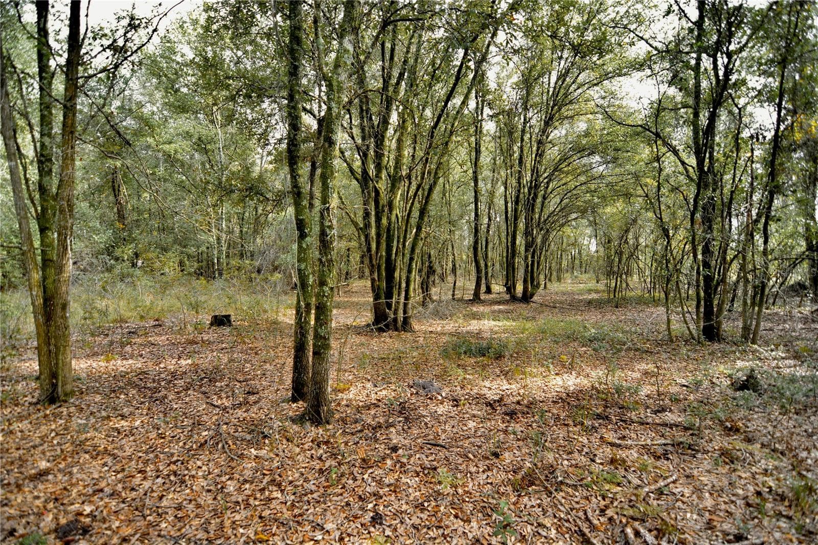 Land at 00 50TH ST, LIVE OAK, photo 3 of 62