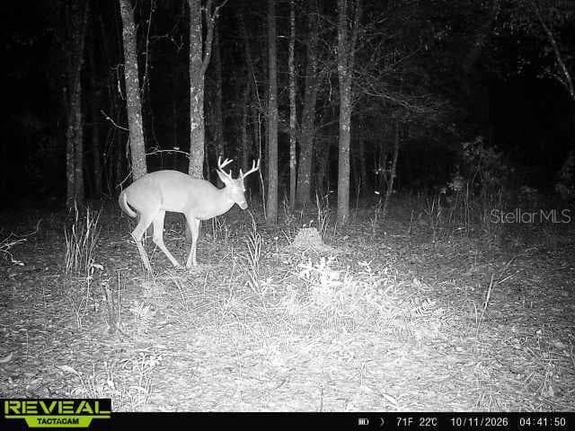 Land at 00 50TH ST, LIVE OAK, photo 6 of 62