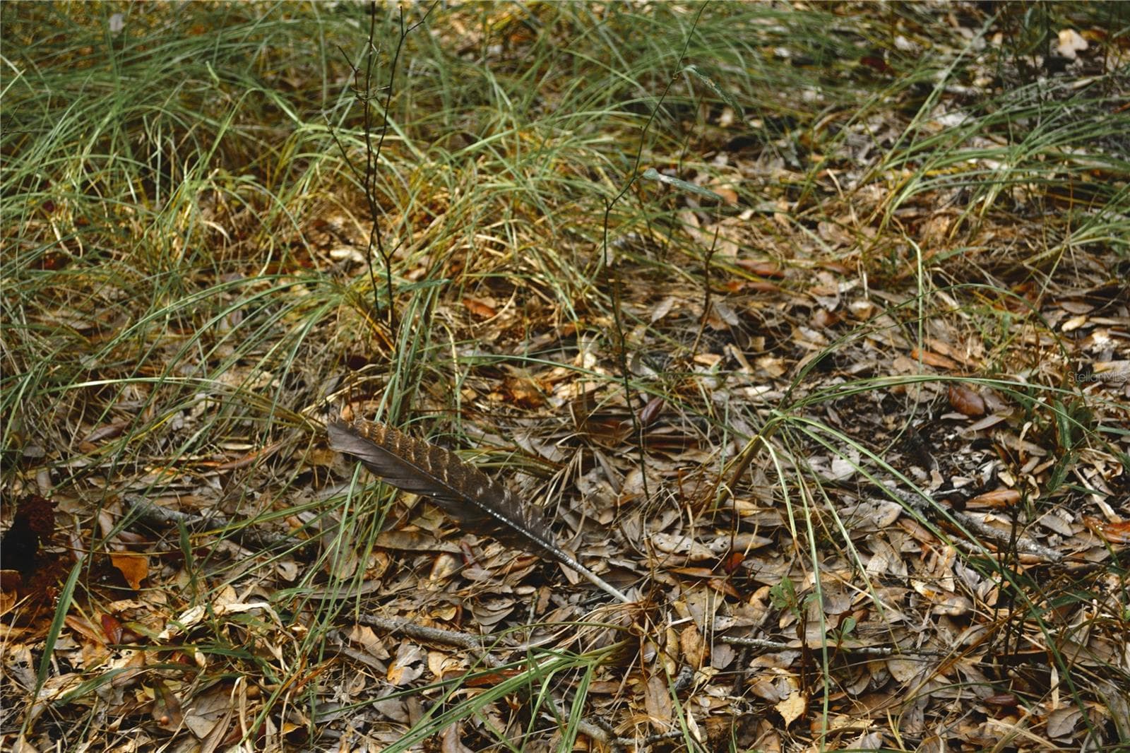 Land at 00 50TH ST, LIVE OAK, photo 7 of 62