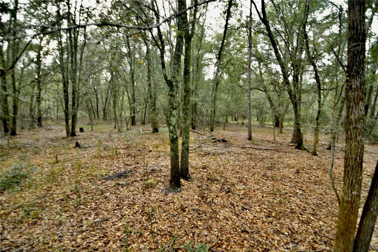 Land at 00 50TH ST, LIVE OAK, photo 8 of 62