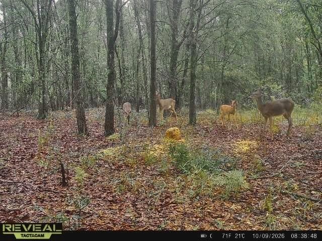 Land at 00 50TH ST, LIVE OAK, photo 9 of 62