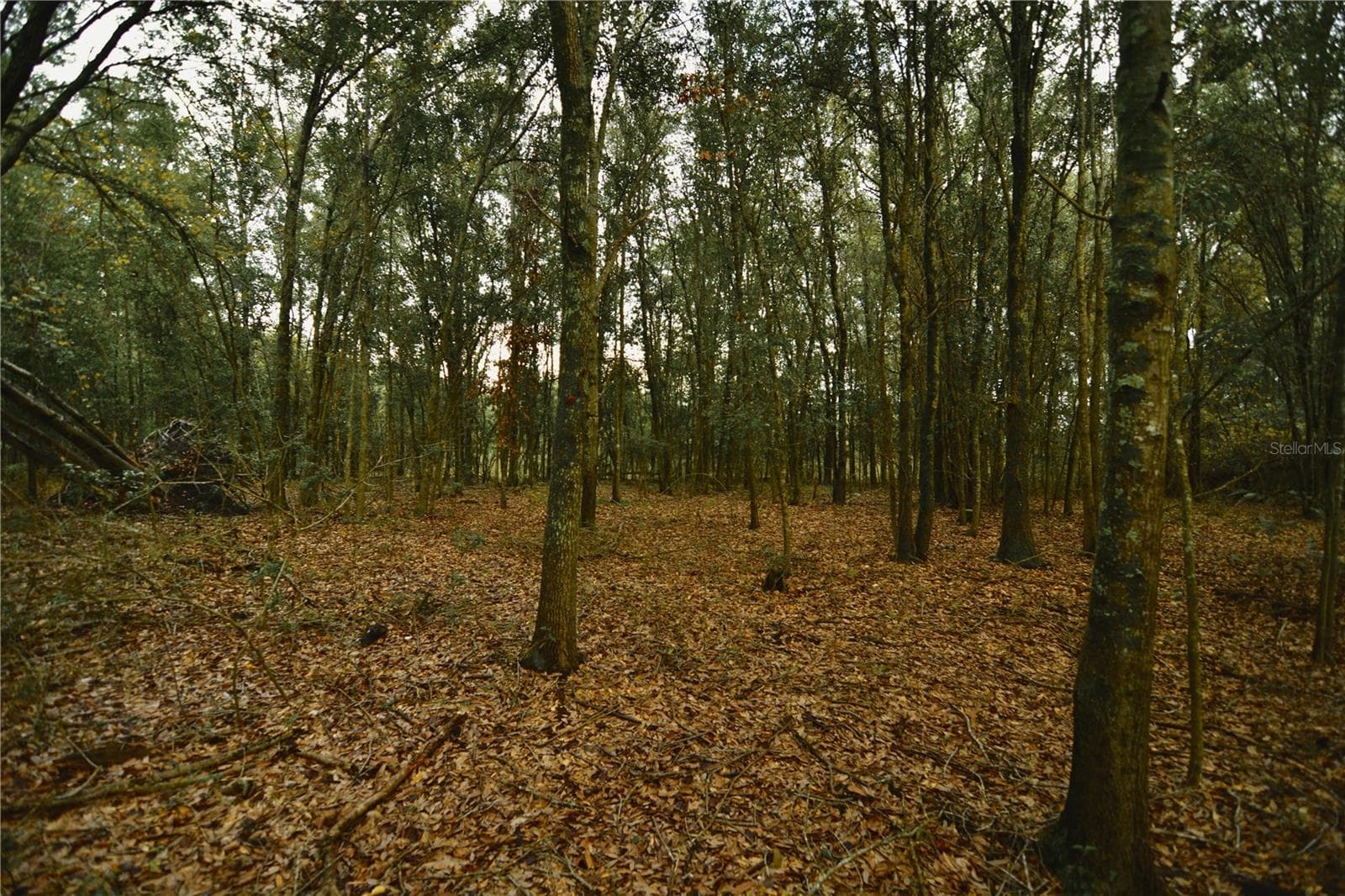 Land at 00 50TH ST, LIVE OAK, photo 10 of 62