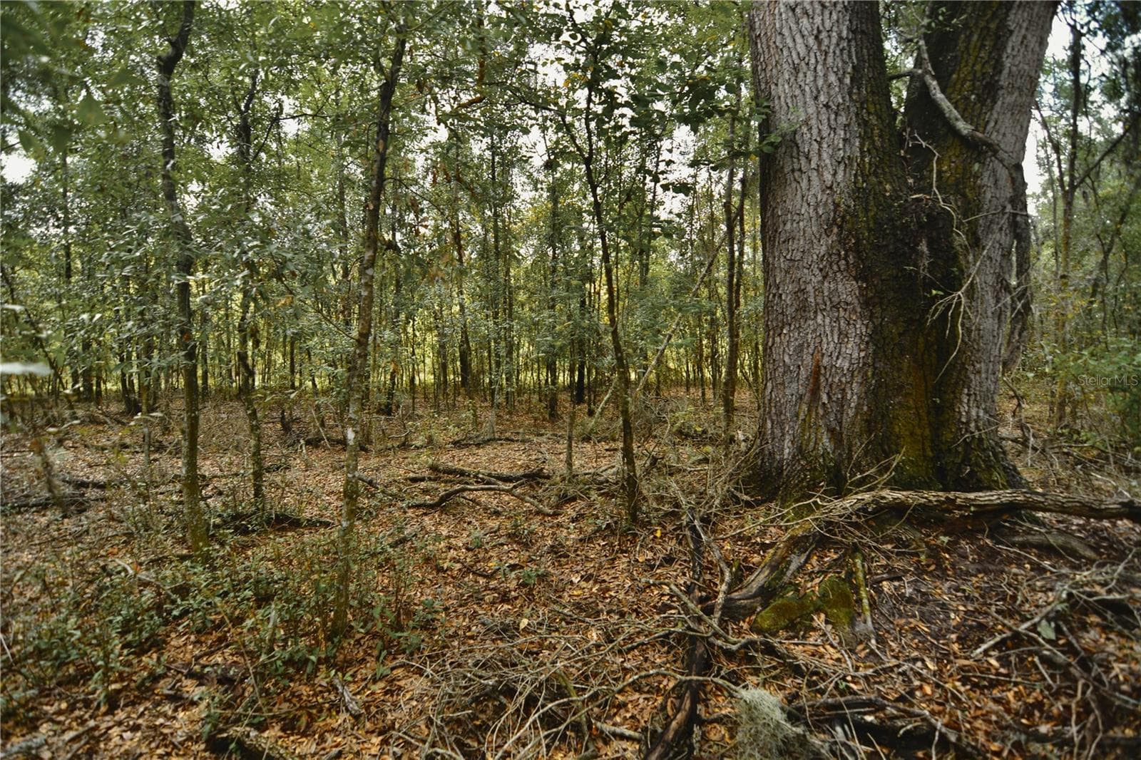 Land at 00 50TH ST, LIVE OAK, photo 11 of 62