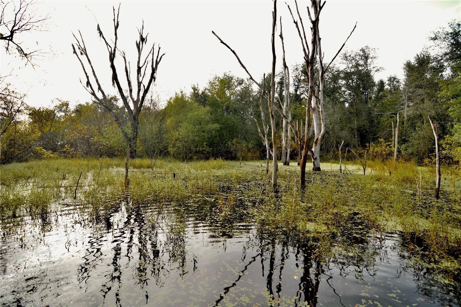 Land at 00 50TH ST, LIVE OAK, photo 12 of 62