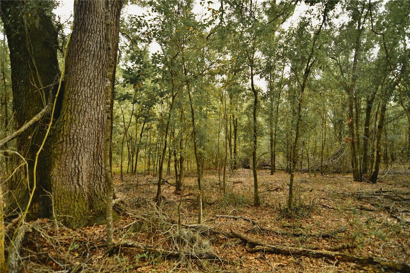Land at 00 50TH ST, LIVE OAK, photo 16 of 62