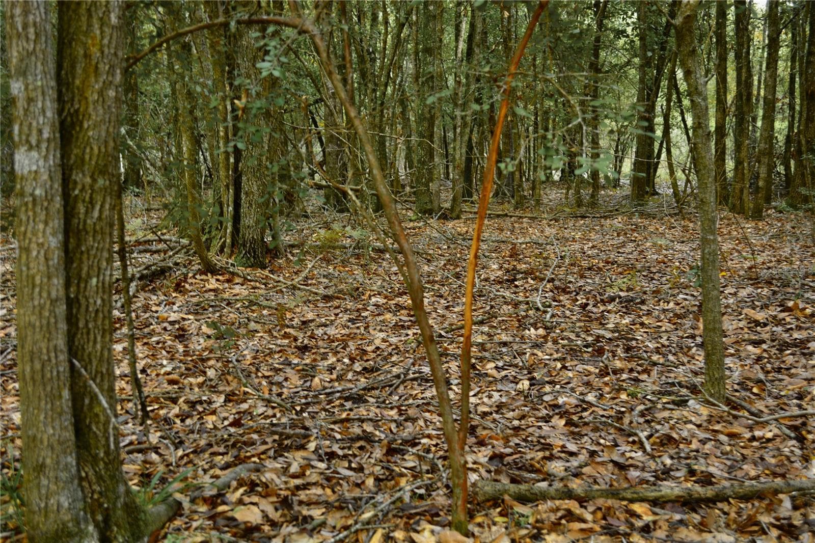Land at 00 50TH ST, LIVE OAK, photo 17 of 62