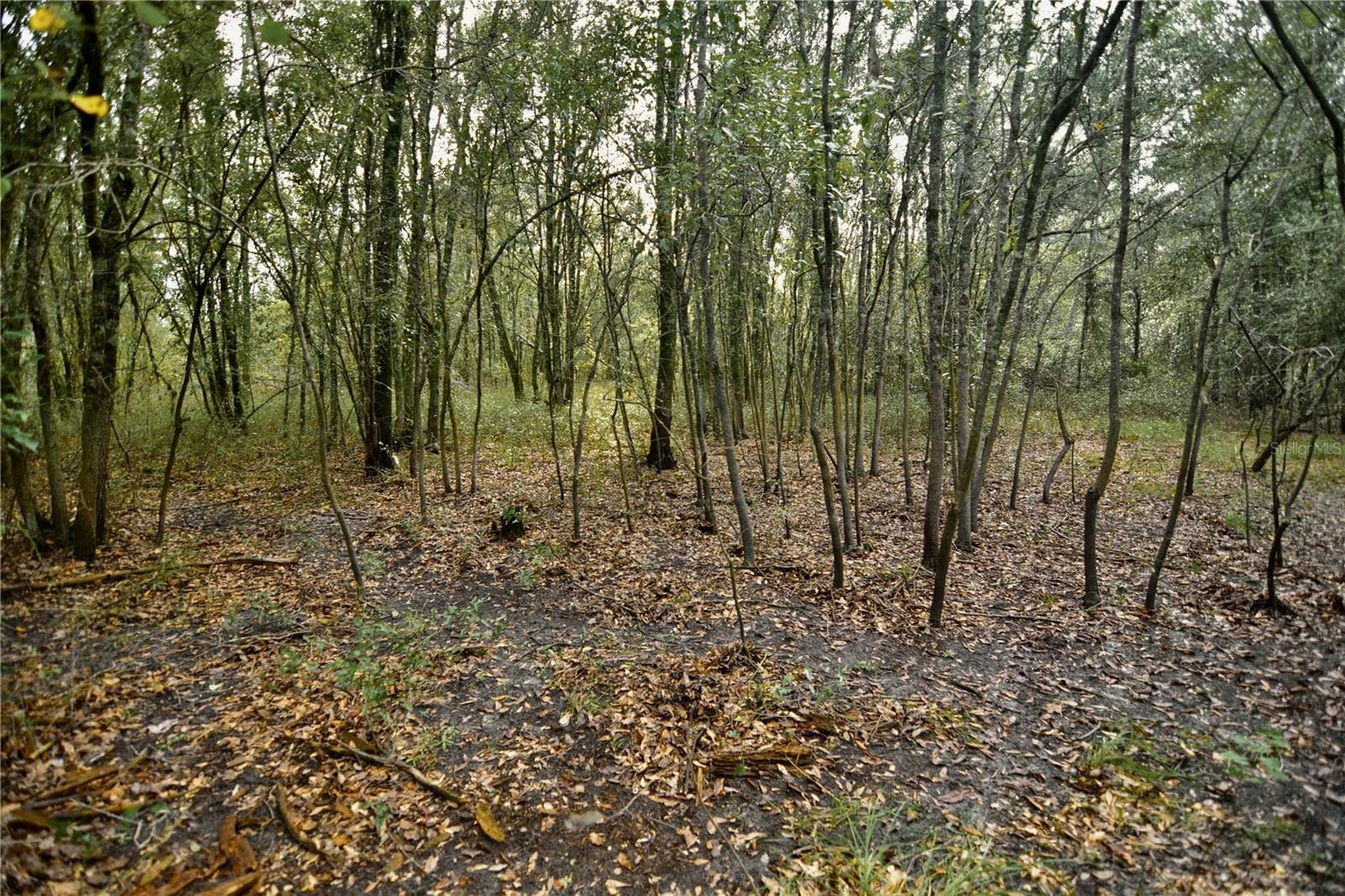 Land at 00 50TH ST, LIVE OAK, photo 22 of 62