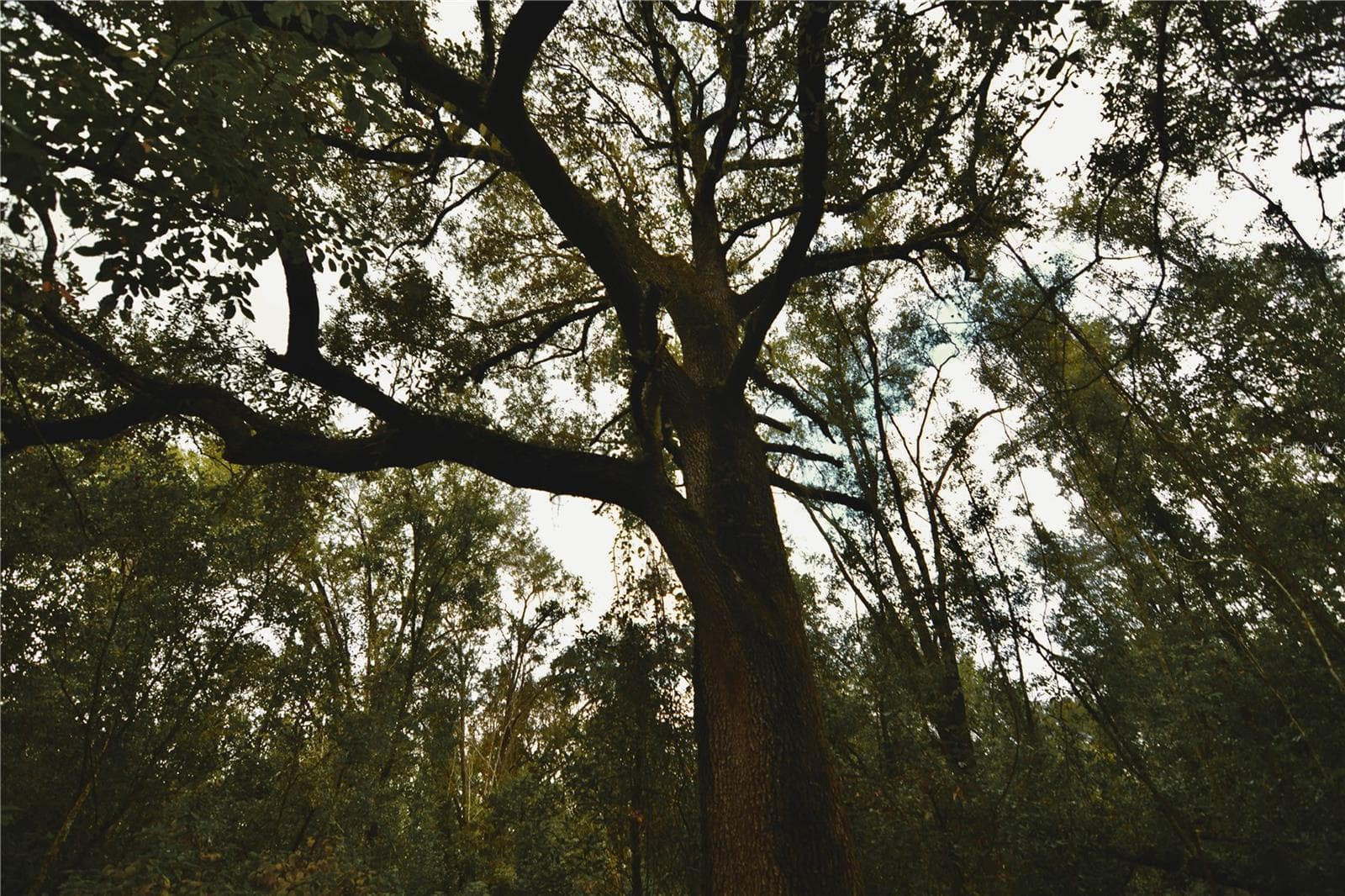 Land at 00 50TH ST, LIVE OAK, photo 23 of 62