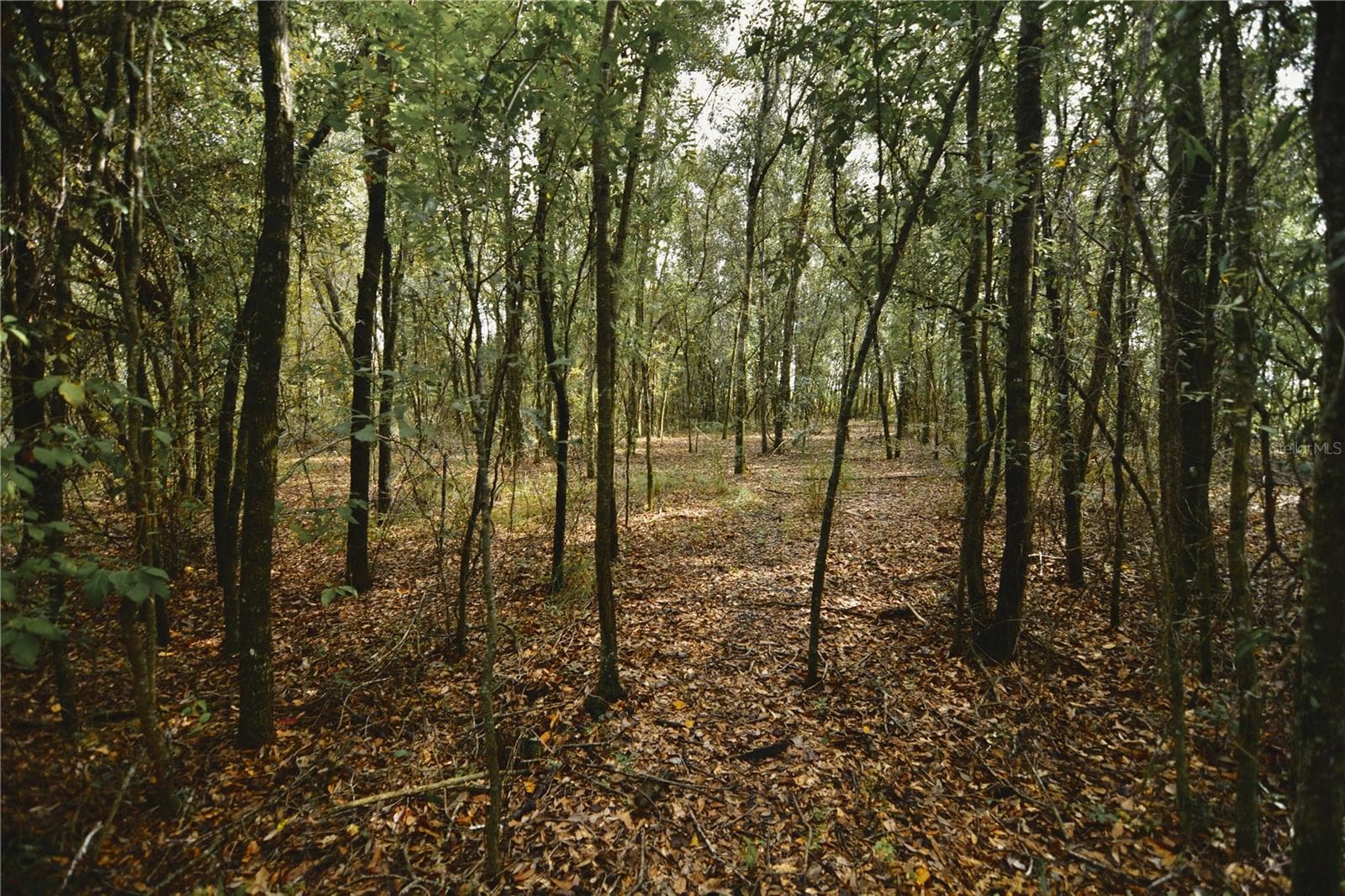 Land at 00 50TH ST, LIVE OAK, photo 24 of 62