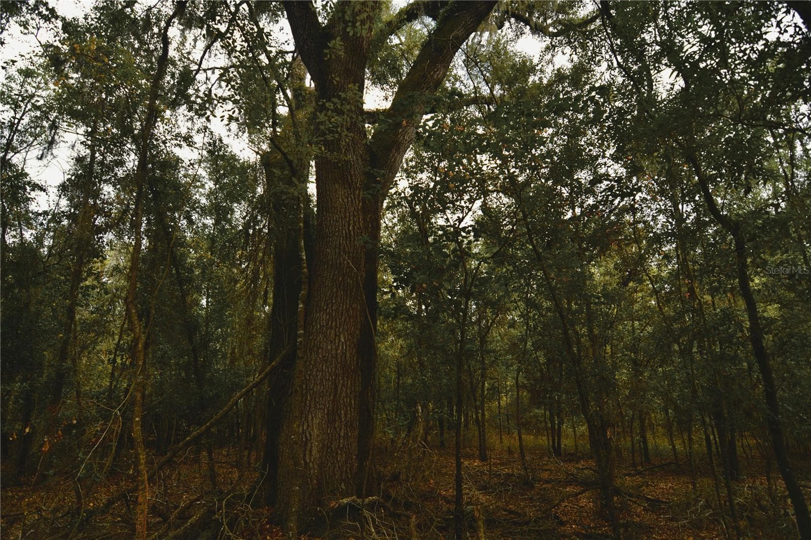 Land at 00 50TH ST, LIVE OAK, photo 26 of 62