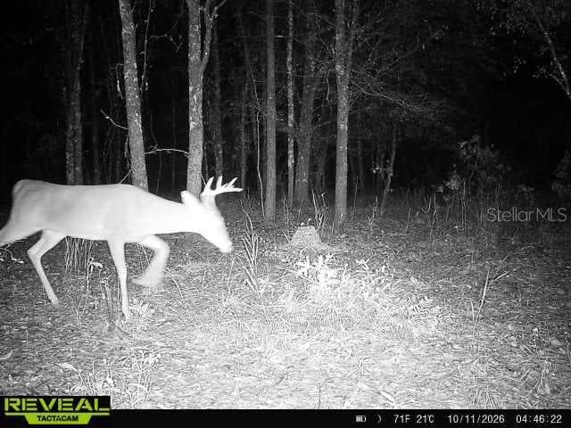 Land at 00 50TH ST, LIVE OAK, photo 28 of 62