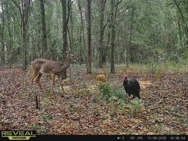 Land at 00 50TH ST, LIVE OAK, photo 29 of 62