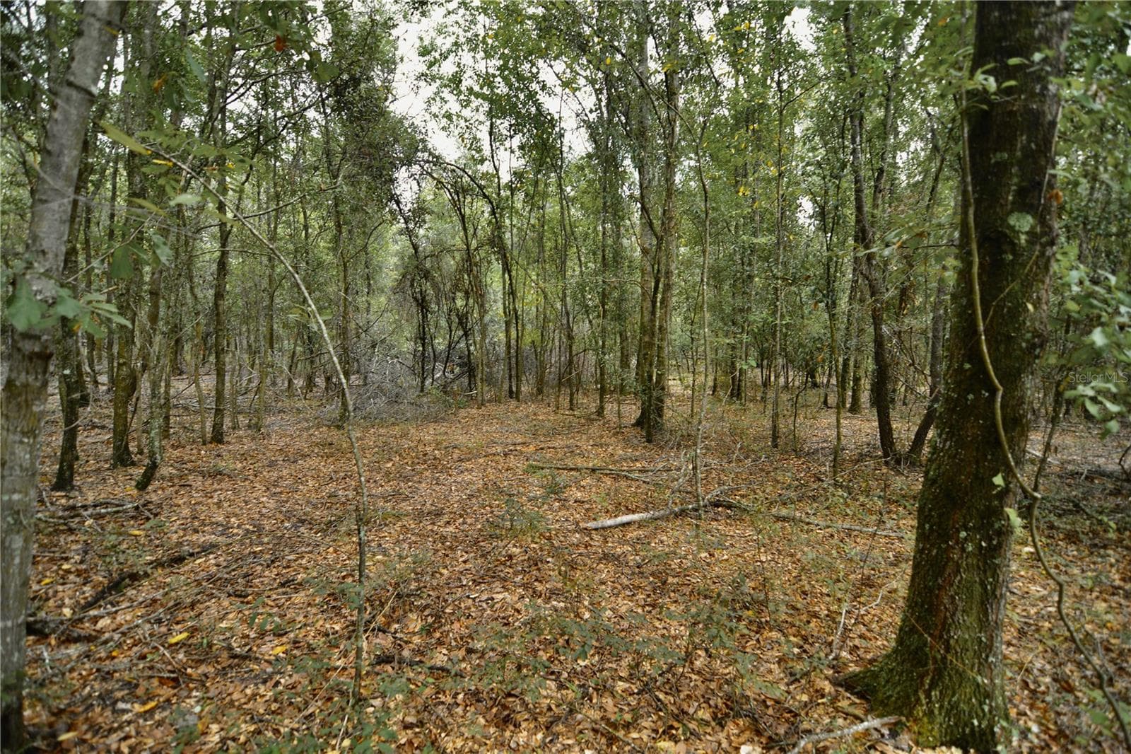 Land at 00 50TH ST, LIVE OAK, photo 30 of 62