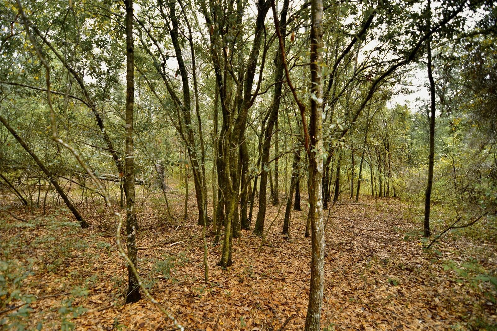 Land at 00 50TH ST, LIVE OAK, photo 31 of 62