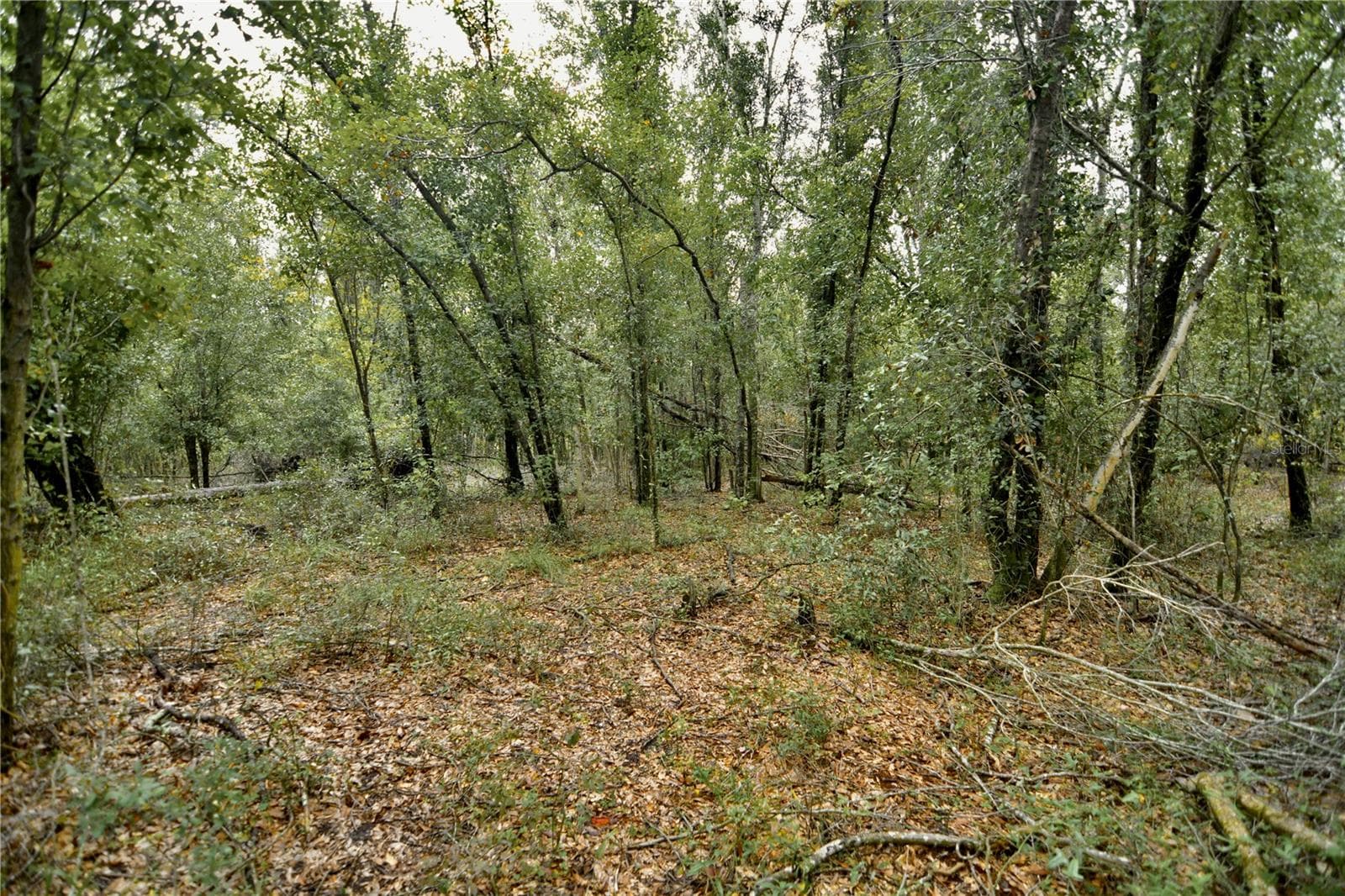 Land at 00 50TH ST, LIVE OAK, photo 32 of 62